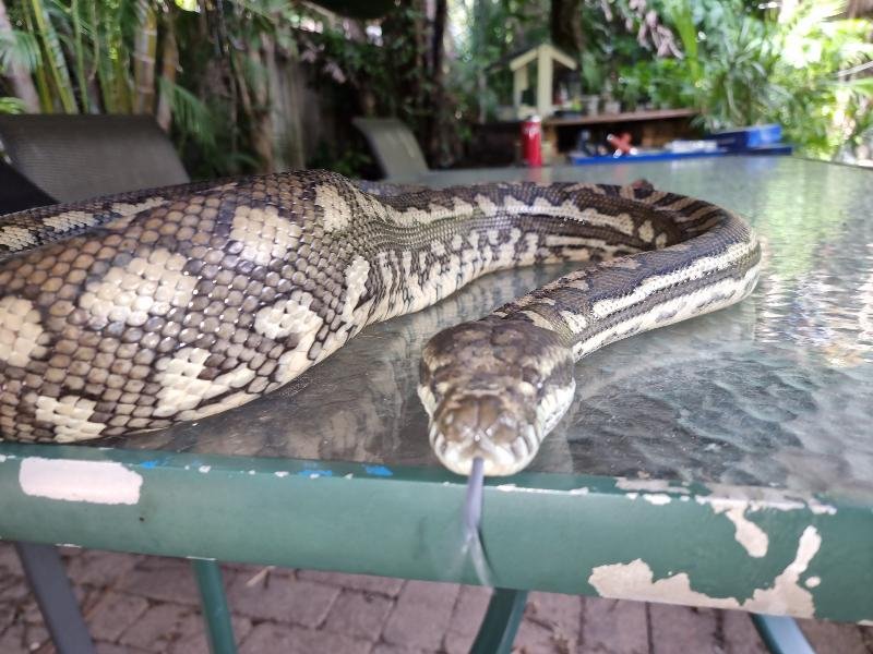 Coastal_Carpet_Python__Morelia_spilota_mcdowelli__703.jpg