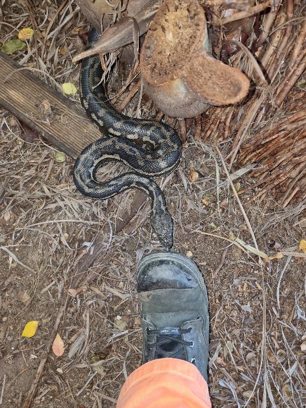 Coastal_Carpet_Python__Morelia_spilota_mcdowelli__707.jpg