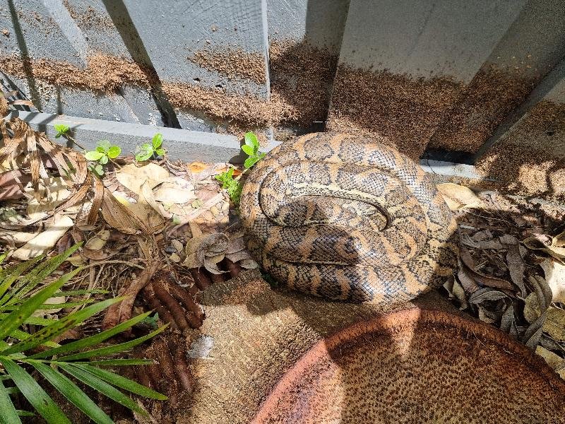 Coastal_Carpet_Python__Morelia_spilota_mcdowelli__724.jpg