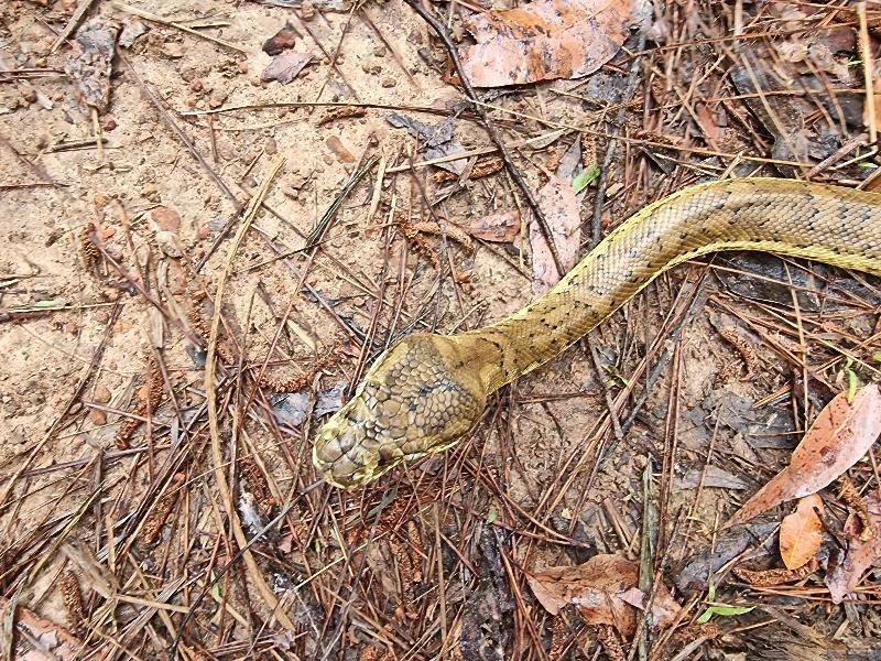 Coastal_Carpet_Python__Morelia_spilota_mcdowelli__731.jpg