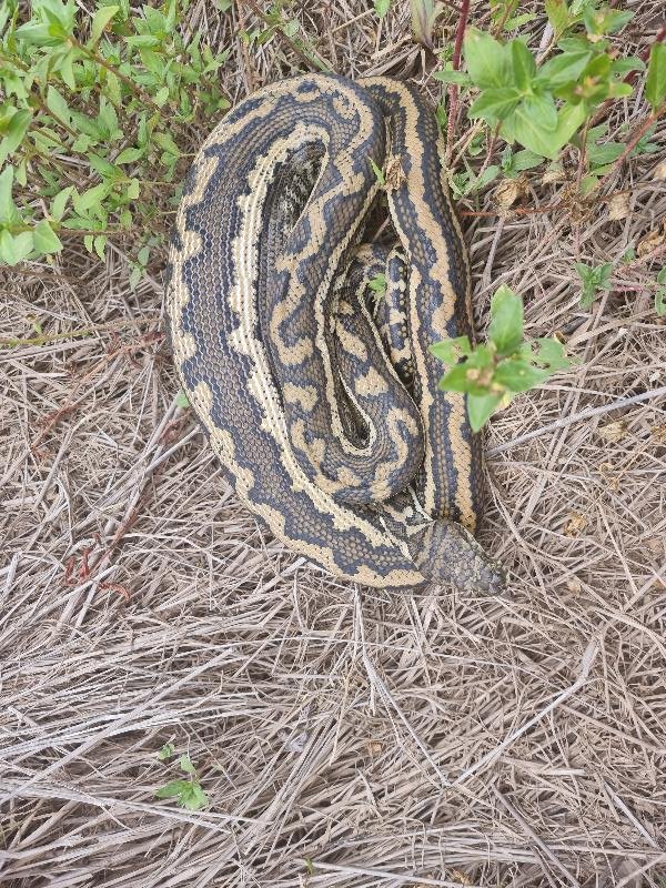 Coastal_Carpet_Python__Morelia_spilota_mcdowelli__742.jpg