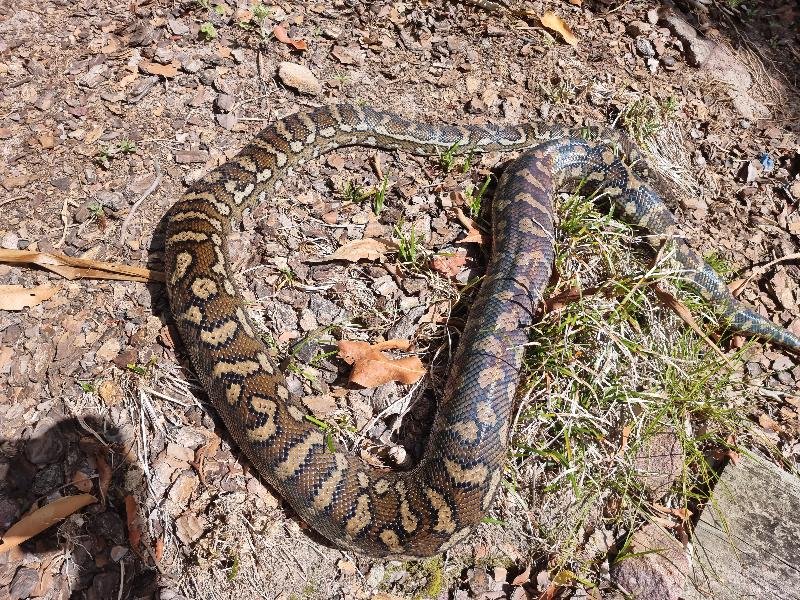 Coastal_Carpet_Python__Morelia_spilota_mcdowelli__750.jpg