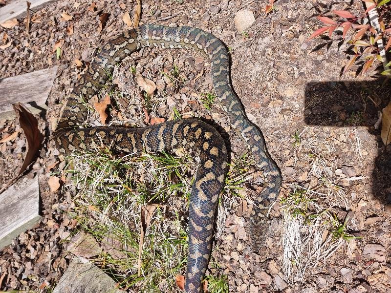 Coastal_Carpet_Python__Morelia_spilota_mcdowelli__751.jpg