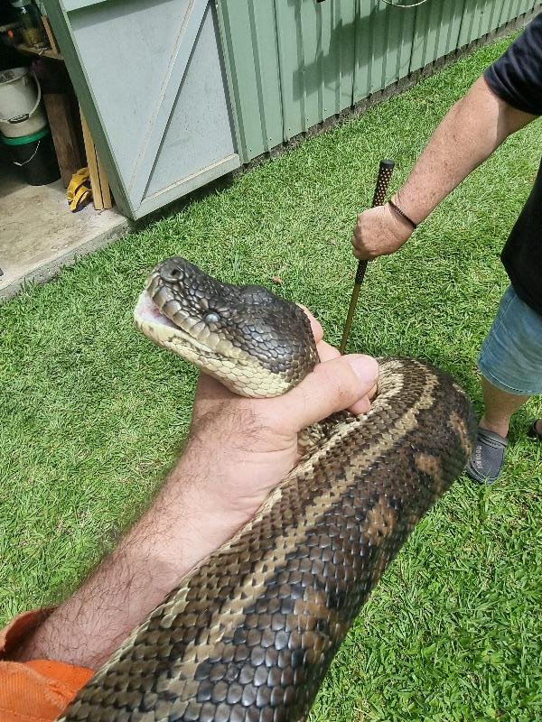 Coastal_Carpet_Python__Morelia_spilota_mcdowelli__755.jpg