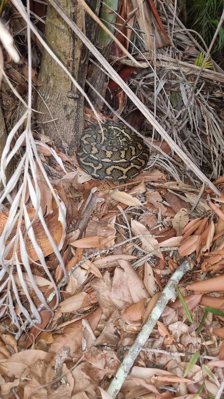 Coastal_Carpet_Python__Morelia_spilota_mcdowelli__778.jpg