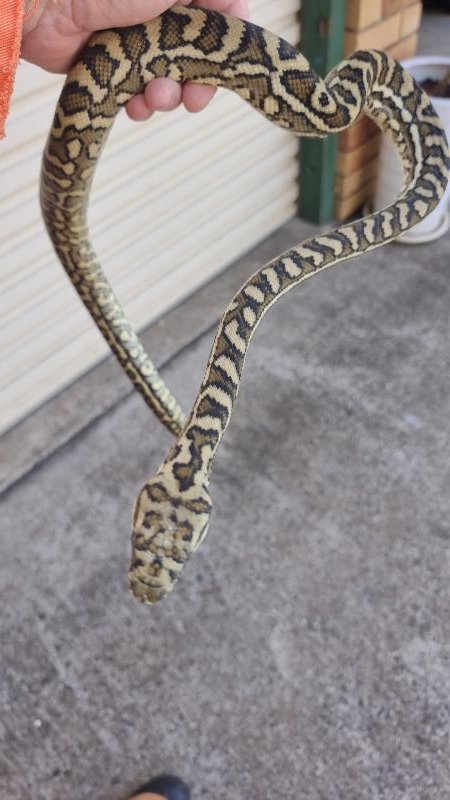 Coastal_Carpet_Python__Morelia_spilota_mcdowelli__779.jpg