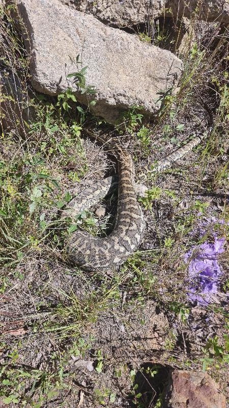 Coastal_Carpet_Python__Morelia_spilota_mcdowelli__790.jpg