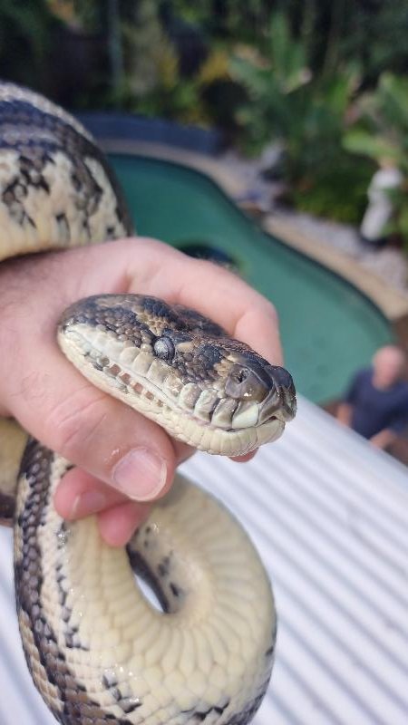 Coastal_Carpet_Python__Morelia_spilota_mcdowelli__796.jpg