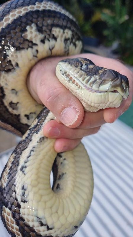 Coastal_Carpet_Python__Morelia_spilota_mcdowelli__797.jpg