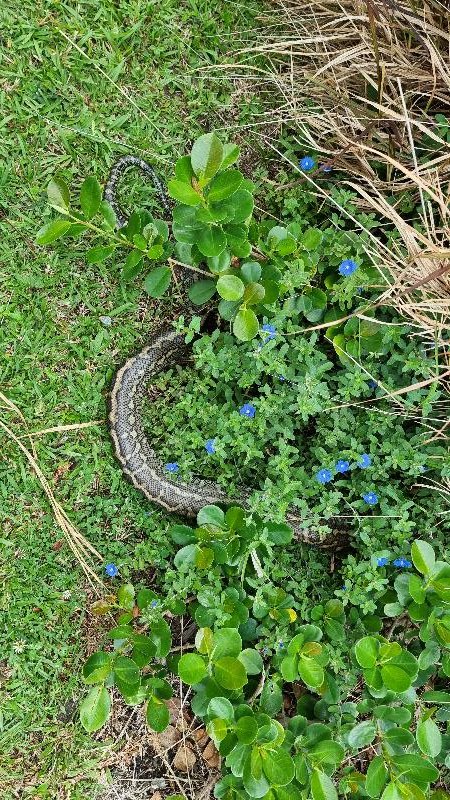 Coastal_Carpet_Python__Morelia_spilota_mcdowelli__819.jpg