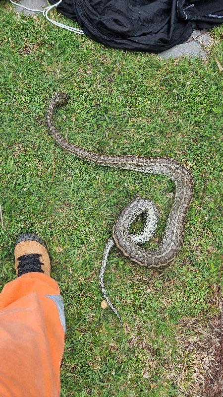 Coastal_Carpet_Python__Morelia_spilota_mcdowelli__820.jpg