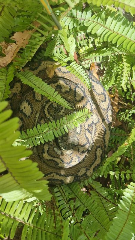 Coastal_Carpet_Python__Morelia_spilota_mcdowelli__824.jpg