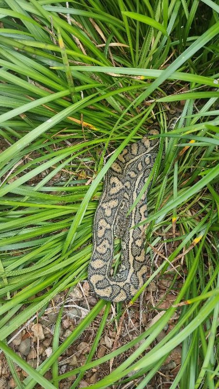 Coastal_Carpet_Python__Morelia_spilota_mcdowelli__826.jpg