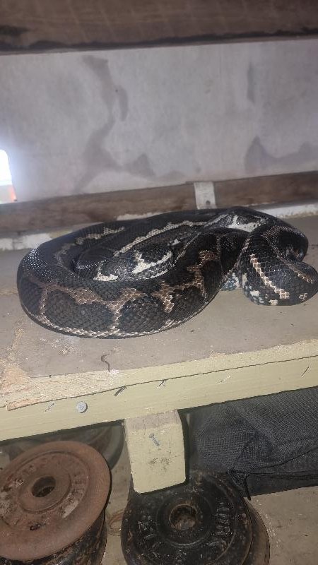 Coastal_Carpet_Python__Morelia_spilota_mcdowelli__841.jpg