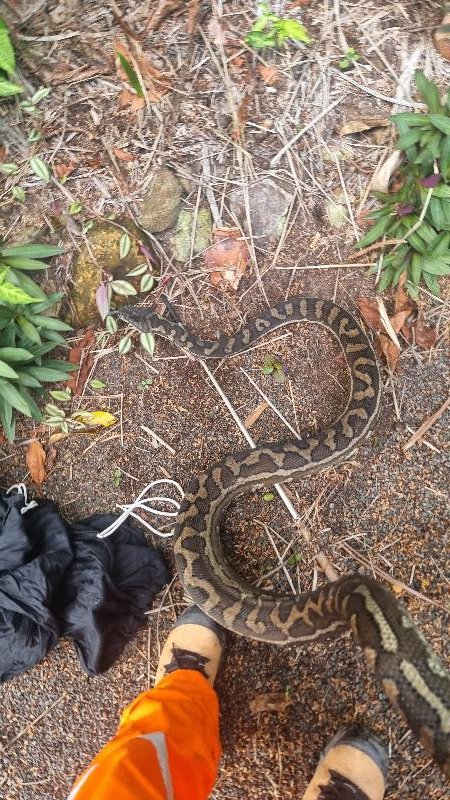 Coastal_Carpet_Python__Morelia_spilota_mcdowelli__850.jpg