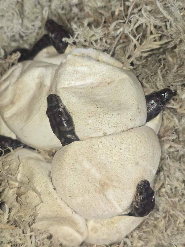 Coastal_Carpet_Python__Morelia_spilota_mcdowelli__870.jpg