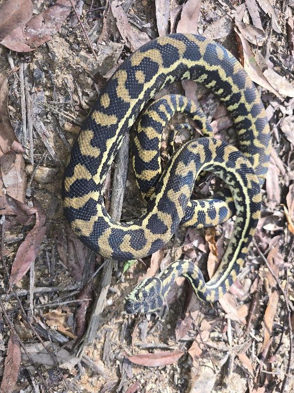 Coastal_Carpet_Python__Morelia_spilota_mcdowelli__871.jpg
