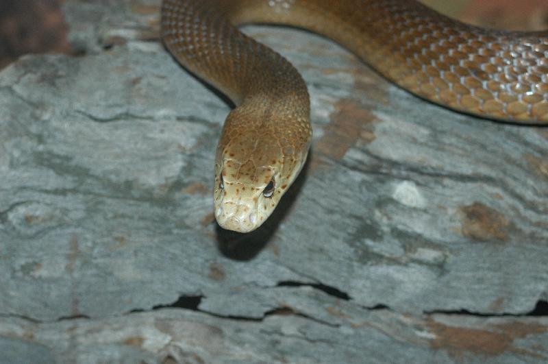 Coastal_Taipan__Oxyuranus_scutellatus__005.jpg