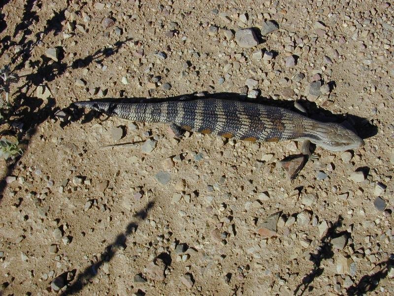 Common_Blue-Tongued_Skink__Tiliqua_scincoides__001.jpg