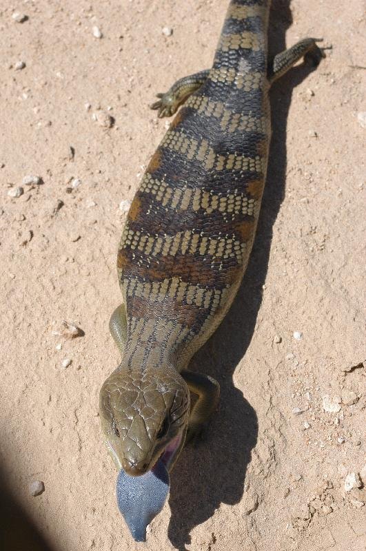 Common_Blue-Tongued_Skink__Tiliqua_scincoides__004.jpg