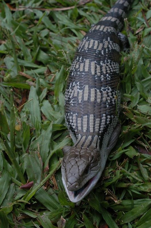 Common_Blue-Tongued_Skink__Tiliqua_scincoides__007.jpg