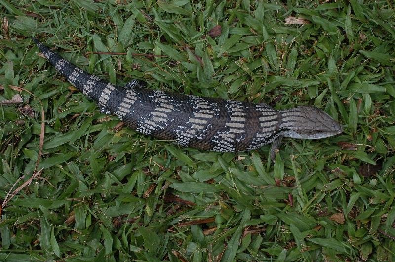 Common_Blue-Tongued_Skink__Tiliqua_scincoides__008.jpg