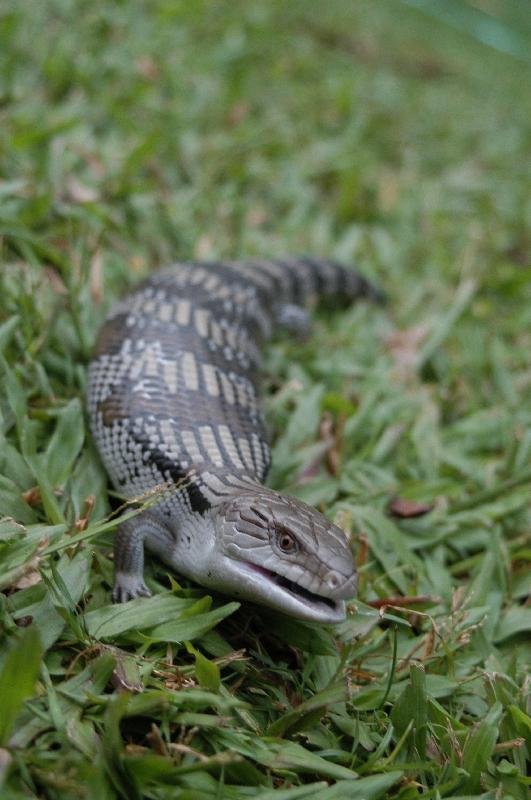 Common_Blue-Tongued_Skink__Tiliqua_scincoides__009.jpg