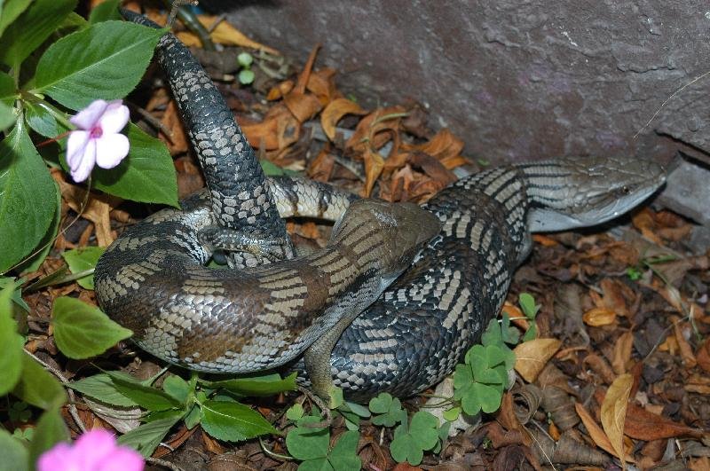 Common_Blue-Tongued_Skink__Tiliqua_scincoides__010.jpg