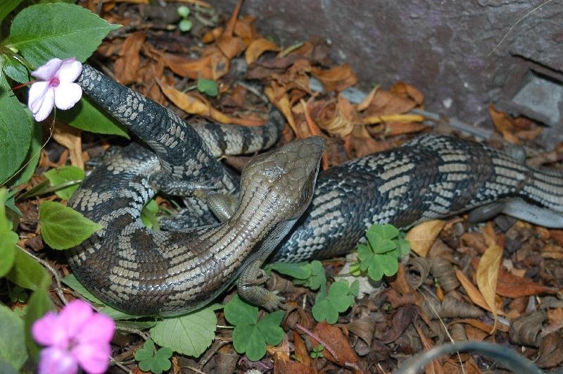 Common_Blue-Tongued_Skink__Tiliqua_scincoides__011.jpg