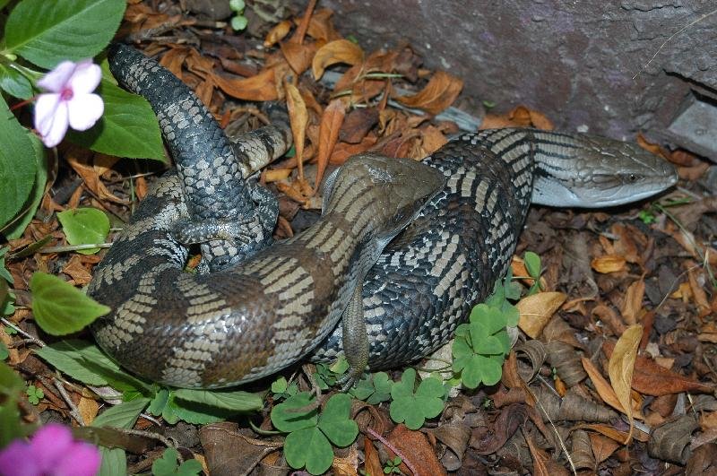 Common_Blue-Tongued_Skink__Tiliqua_scincoides__012.jpg