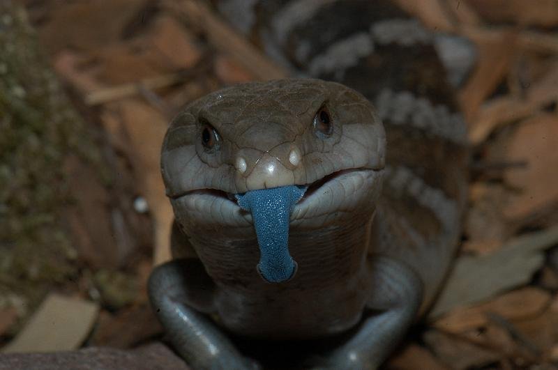 Common_Blue-Tongued_Skink__Tiliqua_scincoides__014.jpg