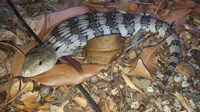 Common_Blue-Tongued_Skink__Tiliqua_scincoides__019.jpg