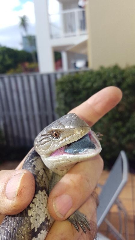 Common_Blue-Tongued_Skink__Tiliqua_scincoides__022.jpg