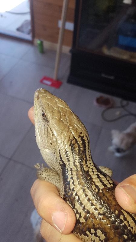 Common_Blue-Tongued_Skink__Tiliqua_scincoides__027.jpg