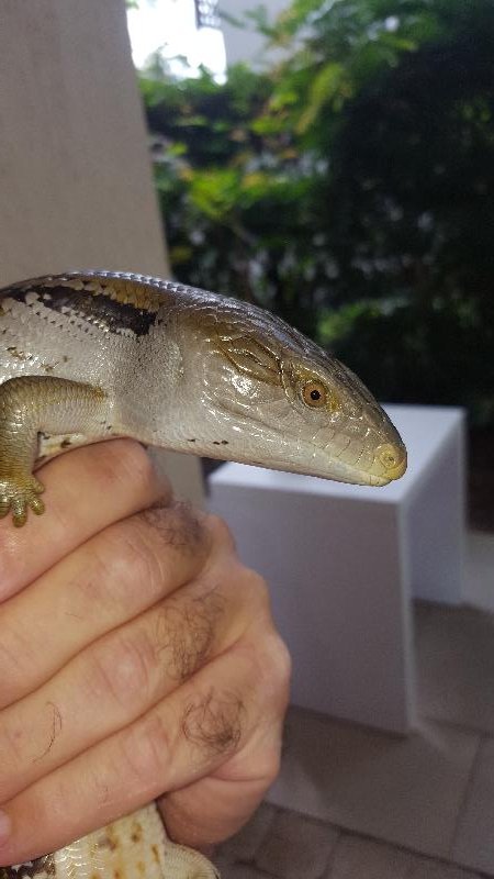 Common_Blue-Tongued_Skink__Tiliqua_scincoides__029.jpg