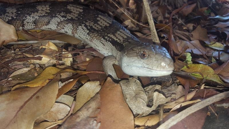 Common_Blue-Tongued_Skink__Tiliqua_scincoides__037.jpg