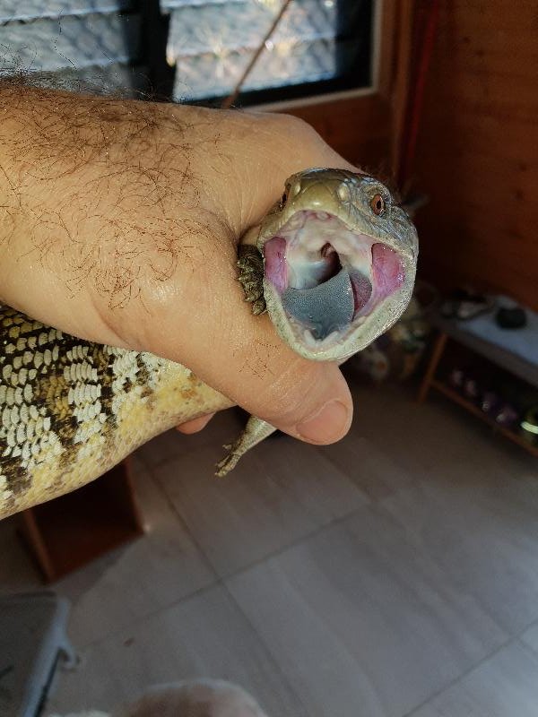 Common_Blue-Tongued_Skink__Tiliqua_scincoides__038.jpg