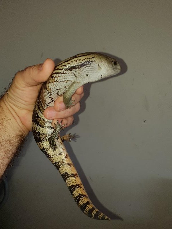 Common_Blue-Tongued_Skink__Tiliqua_scincoides__044.jpg