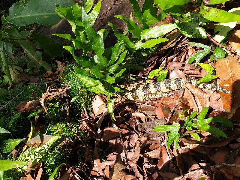 Common_Blue-Tongued_Skink__Tiliqua_scincoides__048.jpg