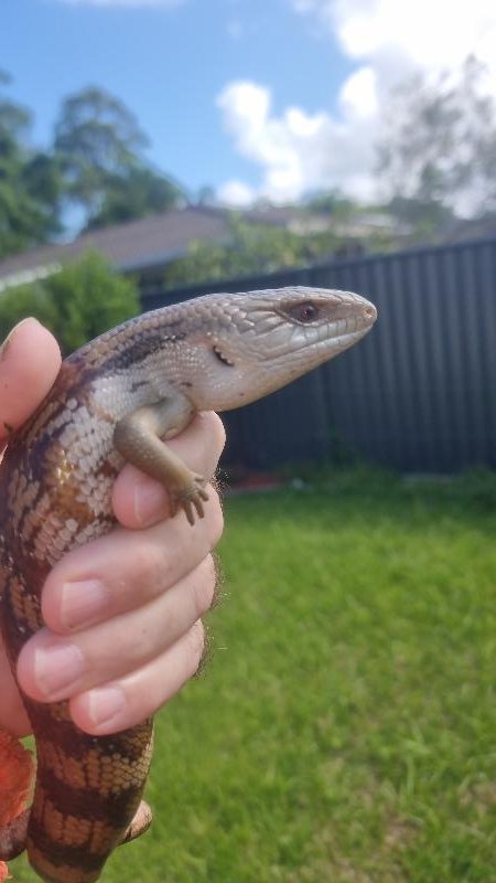 Common_Blue-Tongued_Skink__Tiliqua_scincoides__052.jpg