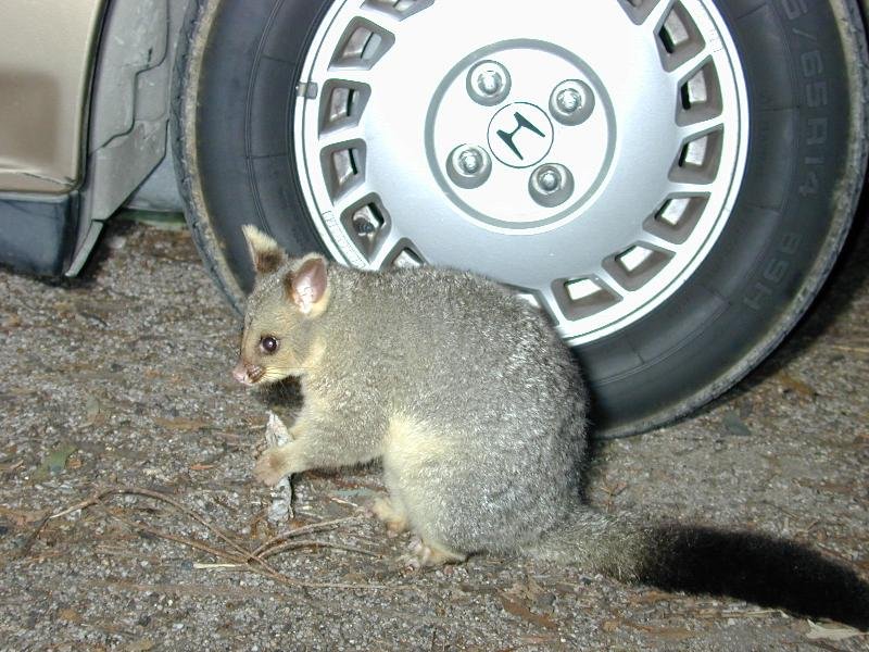 Common_Brushtail_Possum__Trichosurus_vulpecula__002.jpg