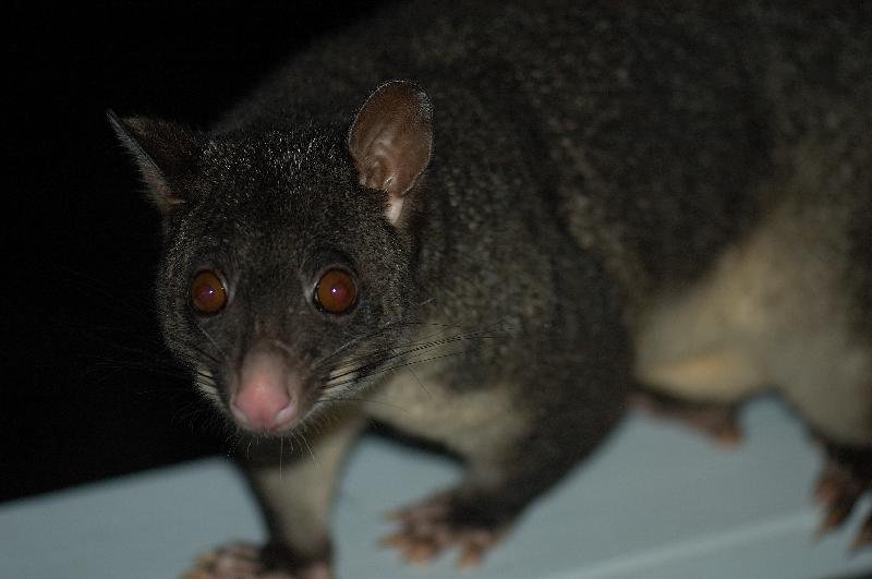 Common_Brushtail_Possum__Trichosurus_vulpecula__004.jpg