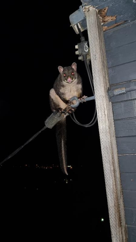 Common_Brushtail_Possum__Trichosurus_vulpecula__013.jpg