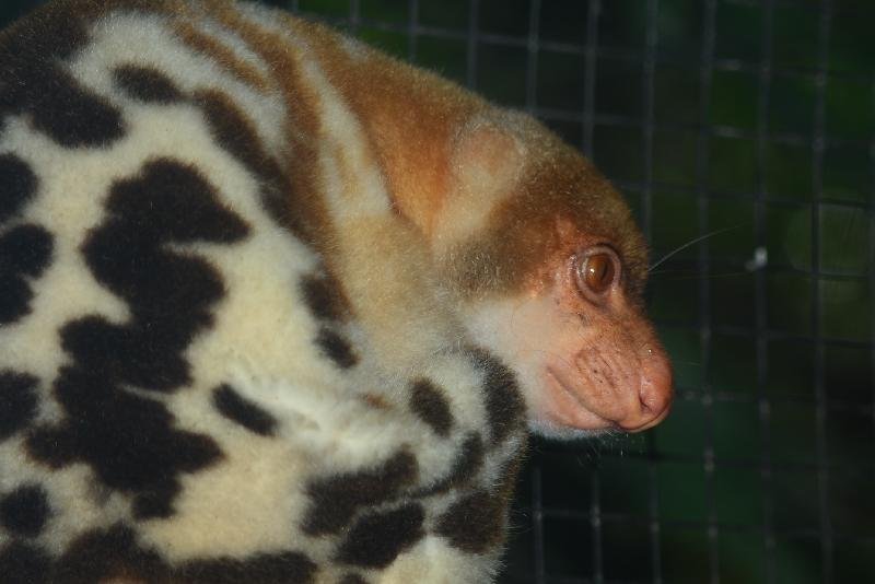 Common_Spotted_Cuscus__Spilocuscus_maculatus__001.jpg