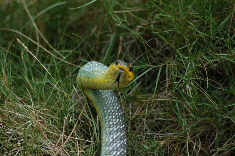 Common_Tree_Snake__Dendrelaphis_Punctulatus__003.jpg