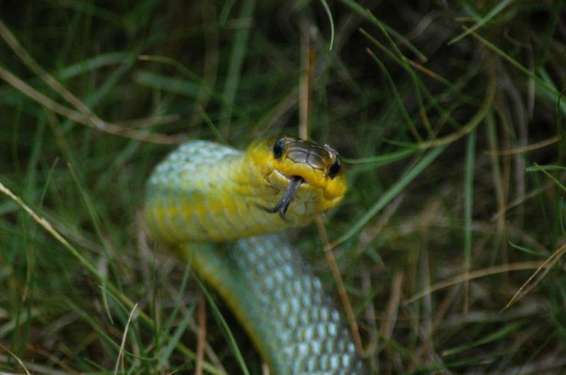 Common_Tree_Snake__Dendrelaphis_Punctulatus__004.jpg