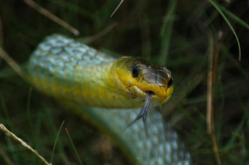 Common_Tree_Snake__Dendrelaphis_Punctulatus__005.jpg