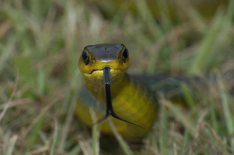 Common_Tree_Snake__Dendrelaphis_Punctulatus__010.jpg