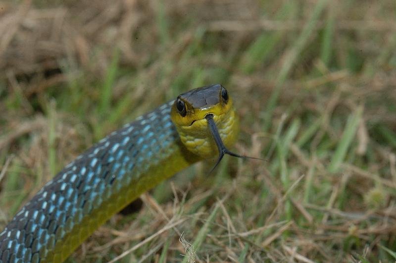 Common_Tree_Snake__Dendrelaphis_Punctulatus__012.jpg