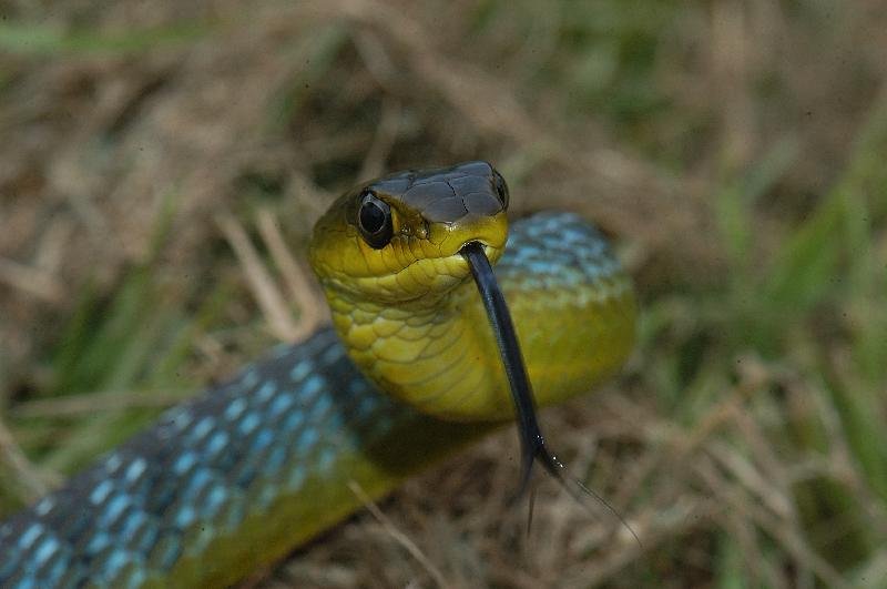 Common_Tree_Snake__Dendrelaphis_Punctulatus__017.jpg